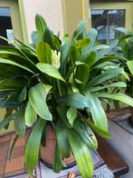 Bloeiende clivia, Ophalen