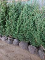 leylandii-cipres ( Haagspar/ haagconifeer ), Ophalen, Conifeer, Haag, 100 tot 250 cm