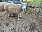 Texel schaap vrouwtje te koop, Schaap