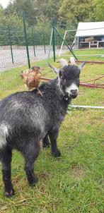 Dwerggeitjes miekes en bok, Dieren en Toebehoren, Schapen, Geiten en Varkens