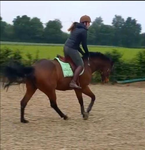 Leuke moeder/dochter deel. 6j Ruin., Dieren en Toebehoren, Paarden, Ruin, B, 160 tot 165 cm, 3 tot 6 jaar, Recreatiepaard, Met stamboom