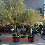 Olijfbomen olea europaea aan stuntprijzen!, Tuin en Terras, Planten | Bomen, Ophalen