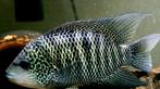 Nosferatu Nandopsis Beani, Vis, Zoetwatervis