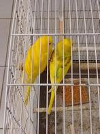 DIFFÉRENTES COULEURS DE JEUNES PERRUCHES PRÊTES À GRANDIR, Animaux & Accessoires, Plusieurs animaux, Perruche, Domestique