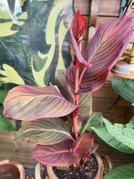 Canna durban, Ophalen