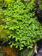 Selaginella kraussiana, Enlèvement ou Envoi