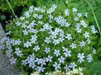 pratia  vaste bodembedekker, Tuin en Terras, Planten | Tuinplanten, Ophalen, Vaste plant