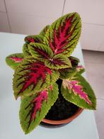 Coleus, Ophalen