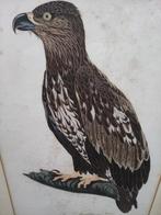 Zeearend - kleurengravure, Ophalen of Verzenden