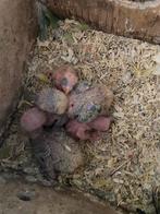Dwergpapegaaien baby’s, Dieren en Toebehoren, Vogels | Parkieten en Papegaaien, Meerdere dieren, Dwergpapegaai of Agapornis