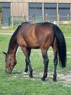 Grote brave 7 j ruin, 110 120 niveau, Dieren en Toebehoren, Paarden, Ruin