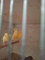 Kanaries, Dieren en Toebehoren, Vogels | Kanaries