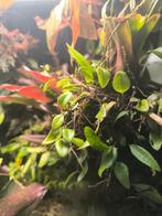 Microgramma tecta var. Nana micro varen