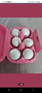 Japanse Celadon broedeieren (raszuiver), Dieren en Toebehoren, Pluimvee | Toebehoren, Ophalen, Zo goed als nieuw