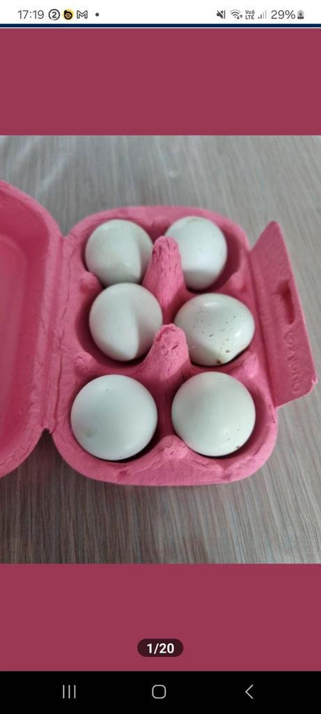 Japanse Celadon broedeieren (raszuiver), Dieren en Toebehoren, Pluimvee | Toebehoren, Zo goed als nieuw, Ophalen