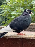 Pigeons., Dieren en Toebehoren, Vogels | Duiven