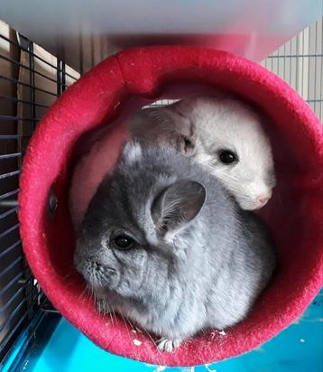 Fleece hangmatjes, tunnels, hooizakjes,... voor chinchilla's beschikbaar voor biedingen