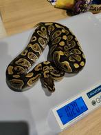 Python regius wegens hobbystop, Dieren en Toebehoren, Reptielen en Amfibieën