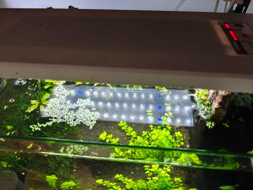 Superfish aquarium met vissen en garnalen, Dieren en Toebehoren, Reptielen en Amfibieën | Toebehoren, Zo goed als nieuw, Verlichting