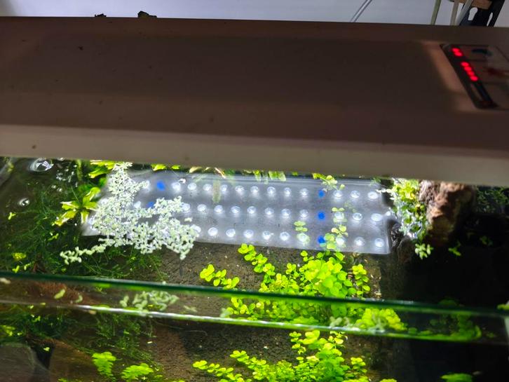 Superfish aquarium met vissen en garnalen, Dieren en Toebehoren, Reptielen en Amfibieën | Toebehoren, Zo goed als nieuw, Verlichting