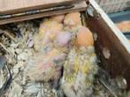 Fischeri, Dieren en Toebehoren, Geringd