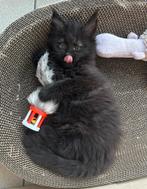 Maine Coon kittens!!!, Poes, Gechipt, 0 tot 2 jaar