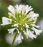 Zaden Agapanthus wit oogst 2025, Ophalen of Verzenden, Gehele jaar, Zaad