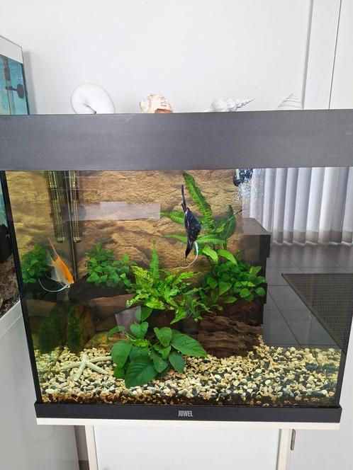 Complete Juwel aquarium, Dieren en Toebehoren, Vissen | Aquaria en Toebehoren, Zo goed als nieuw, Gevuld zoetwateraquarium, Ophalen