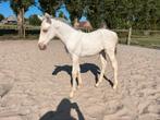 Champagne merrie veulens, Merrie, Niet van toepassing, 0 tot 2 jaar, Recreatiepaard
