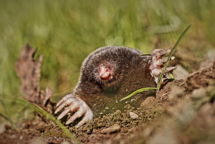 Stop aux taupes, Divers, Divers Autre, Neuf, Enlèvement