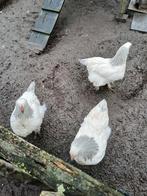 3 jonge Brahma wit-blauw columbia hennen, Dieren en Toebehoren, Pluimvee
