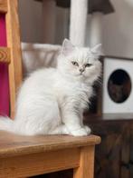 Britse korthaar en langhaar kittens mogen al verhuizen, Dieren en Toebehoren, Meerdere dieren, Gechipt, 0 tot 2 jaar