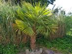 winterharde palm 2 meter hoog, Tuin en Terras, Planten | Tuinplanten, Vaste plant, Overige soorten, Ophalen, Volle zon