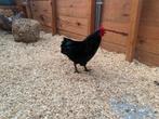 Zwarte australorp kriel haantje, Dieren en Toebehoren