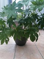 plant met pot, Groene kamerplant, Ophalen, In pot, Minder dan 100 cm