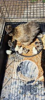 ZIJDEHOEN KIP LICHT BRUIN MET 8 KUIKENS, Dieren en Toebehoren, Pluimvee, Meerdere dieren, Kip