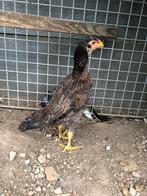 Jonge shamo hen