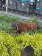 Shetlander hengst, Niet van toepassing, 0 tot 2 jaar, Hengst, A pony (tot 1.17m)