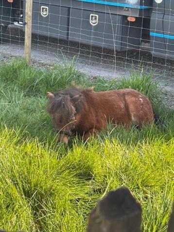 Shetlander hengst, Dieren en Toebehoren, Pony's, Niet van toepassing, 0 tot 2 jaar, Hengst, A pony (tot 1.17m)