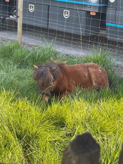 Shetlander hengst, Dieren en Toebehoren, Pony's, Hengst, Niet van toepassing, A pony (tot 1.17m), Recreatiepony, 0 tot 2 jaar