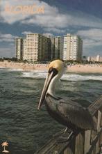 PELIKAAN  in  FLORIDA, Collections, Cartes postales | Animaux, Affranchie, 1980 à nos jours, Envoi, Oiseaux