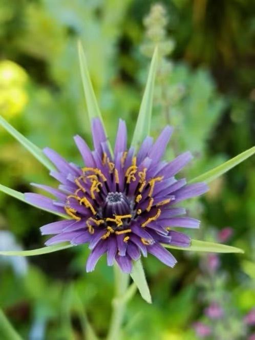 Paarse morgenster vanaf 1 euro, Jardin & Terrasse, Plantes | Jardin, Bisannuelle, Autres espèces, Mi-ombre, Printemps, Enlèvement