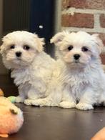 Chiot Bichon maltais, Bichon maltais, Plusieurs, Hépatite contagieuse (maladie de Rubarth), Belgique