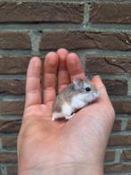Jonge roborovski dwerghamsters, verschillende kleuren. Tam, Hamster, Tam
