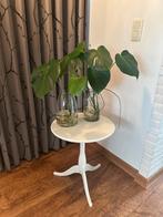 2x Monstera kamerplant plant stek stekje met vaas, Huis en Inrichting, Kamerplanten, Ophalen