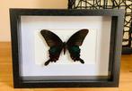 3D kader met page vlinder #3, Verzamelen, Ophalen of Verzenden, Zo goed als nieuw