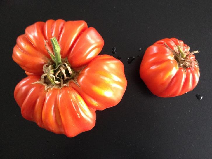 5 graines d'une très grosse tomate Behemoth King - bio, Jardin & Terrasse, Bulbes & Semences, Graine, Printemps, Envoi