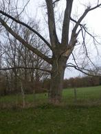 Gratis 2 bomen canada - populier snoeien, Enlèvement, Branches