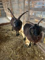 Paire de moutons à quatre cornes, Animaux & Accessoires