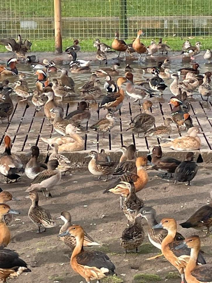 Siereenden, Dieren en Toebehoren, Vogels | Overige Vogels, Meerdere dieren, Geringd